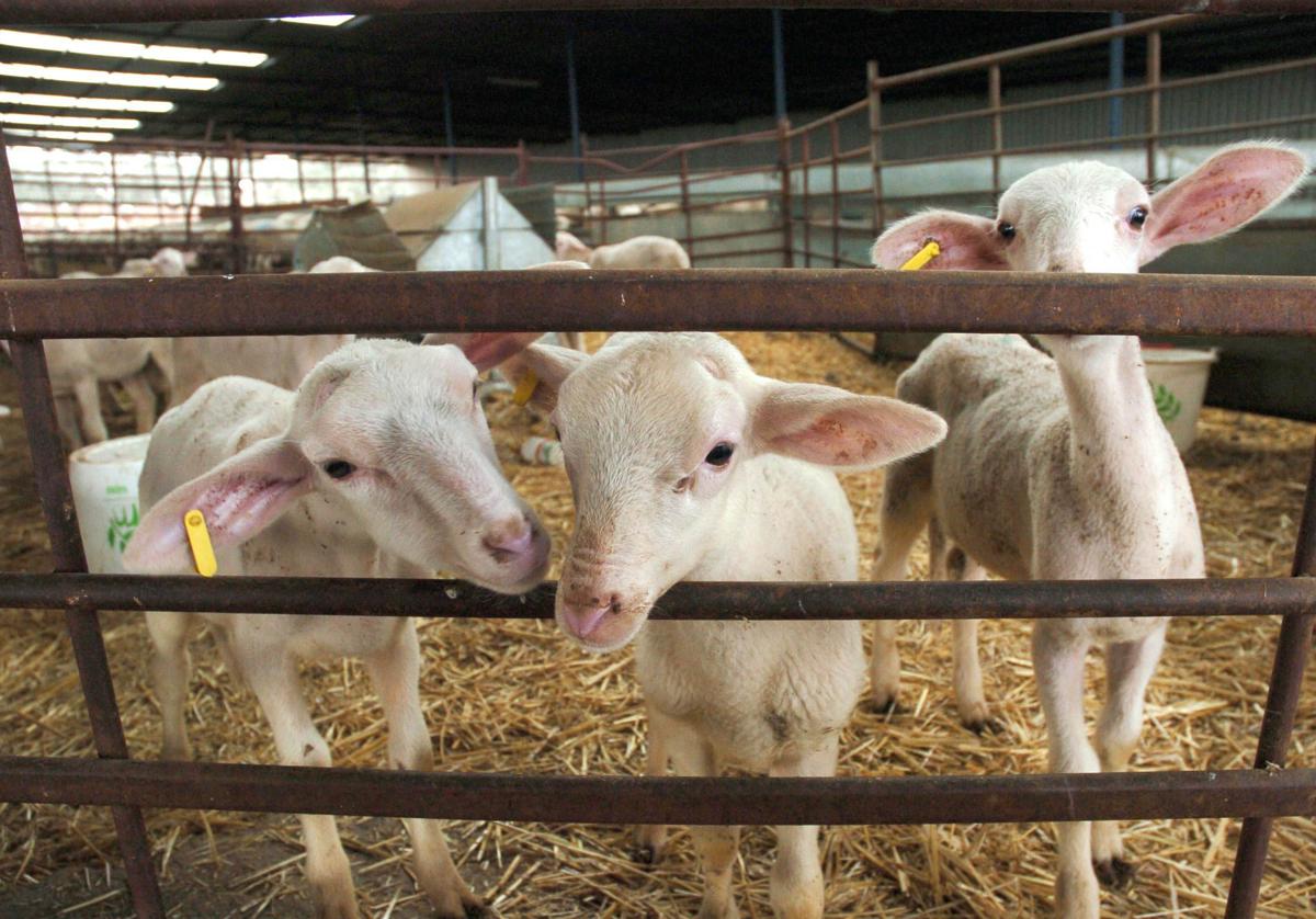 Varios corderos se alimentan en una nave de producción de Pozoblanco