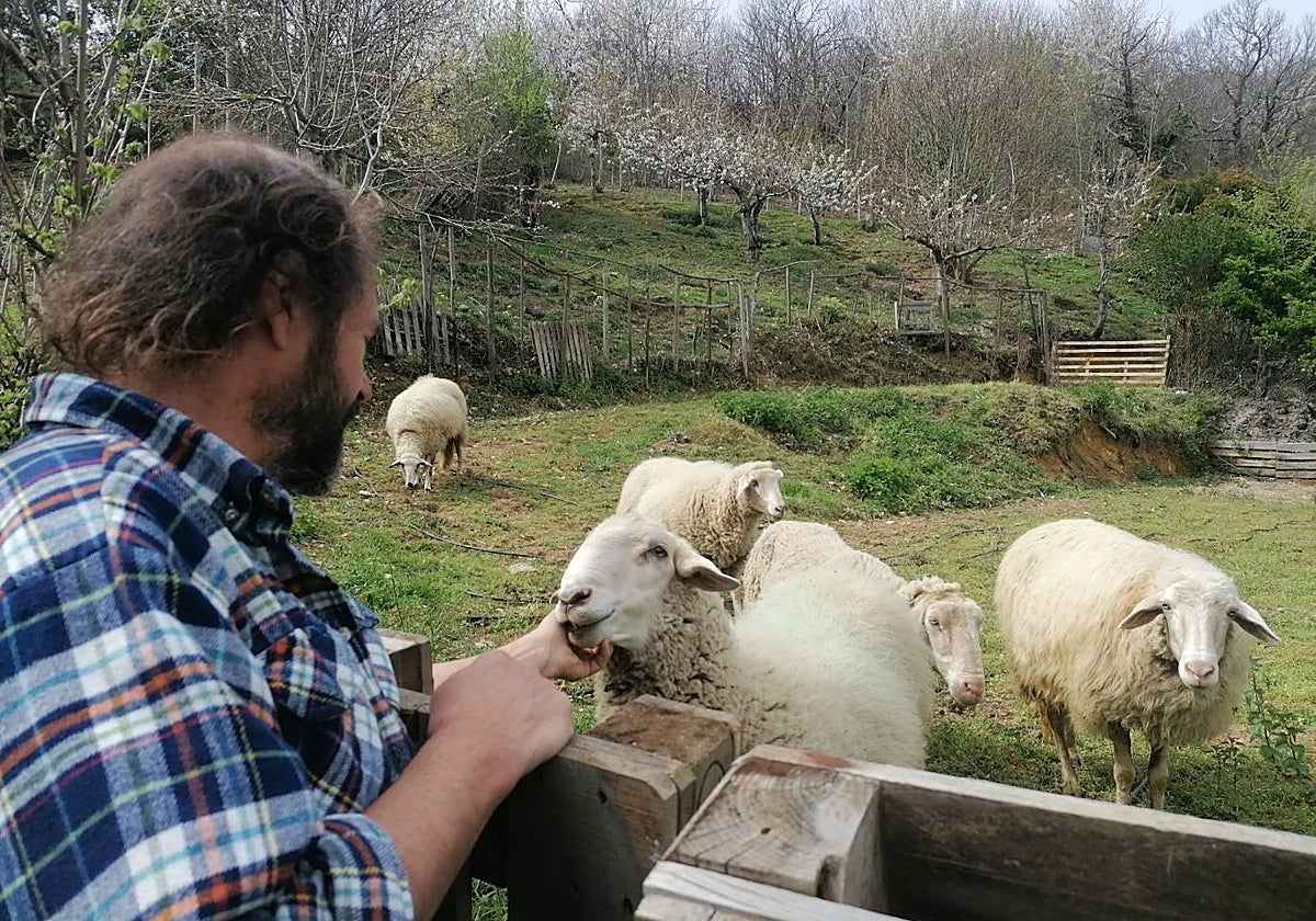 El activista José Ángel Rodríguez con el primer rebaño de «ovejas bomberas» del proyecto ponferradino