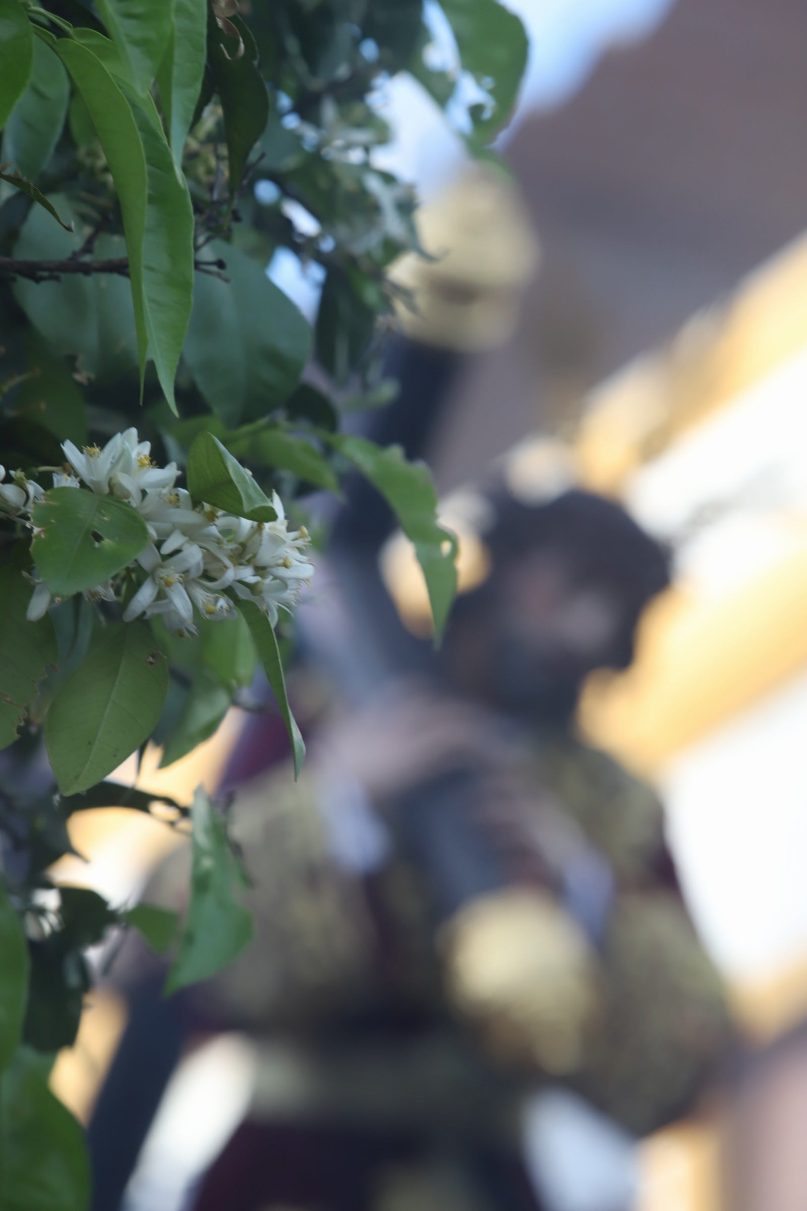 Fotos | La emotiva estación de penitencia del Buen Suceso el Martes Santo en Córdoba