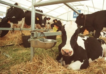 Todo lo que necesitas saber de la Feria Agroganadera del Valle de los Pedroches