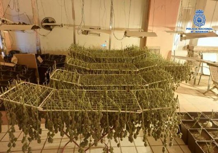 Operación Pantera: cuatro cultivos de marihuana desmantelados, 12 detenidos y 915 plantas decomisadas