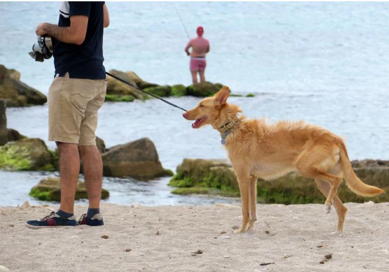 Los dueños de perros cometen un centenar de infracciones en el litoral de Elche en Semana Santa