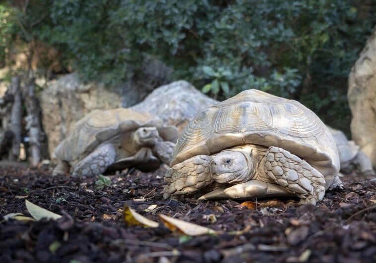 Dos de las tres especies de tortugas más grandes del planeta ya pueden verse en Bioparc Valencia
