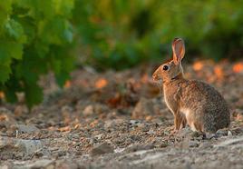 Conejos híbridos | Agricultura pondrá coto a la plaga que afecta a numerosas cosechas