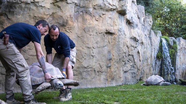 Imagen del traslado de las tortugas en Bioparc Valencia