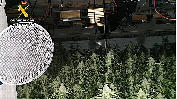 Un Ferrari de 150.000 euros y 1.600 plantas de marihuana en chalés de lujo detectados por un fraude en la electricidad