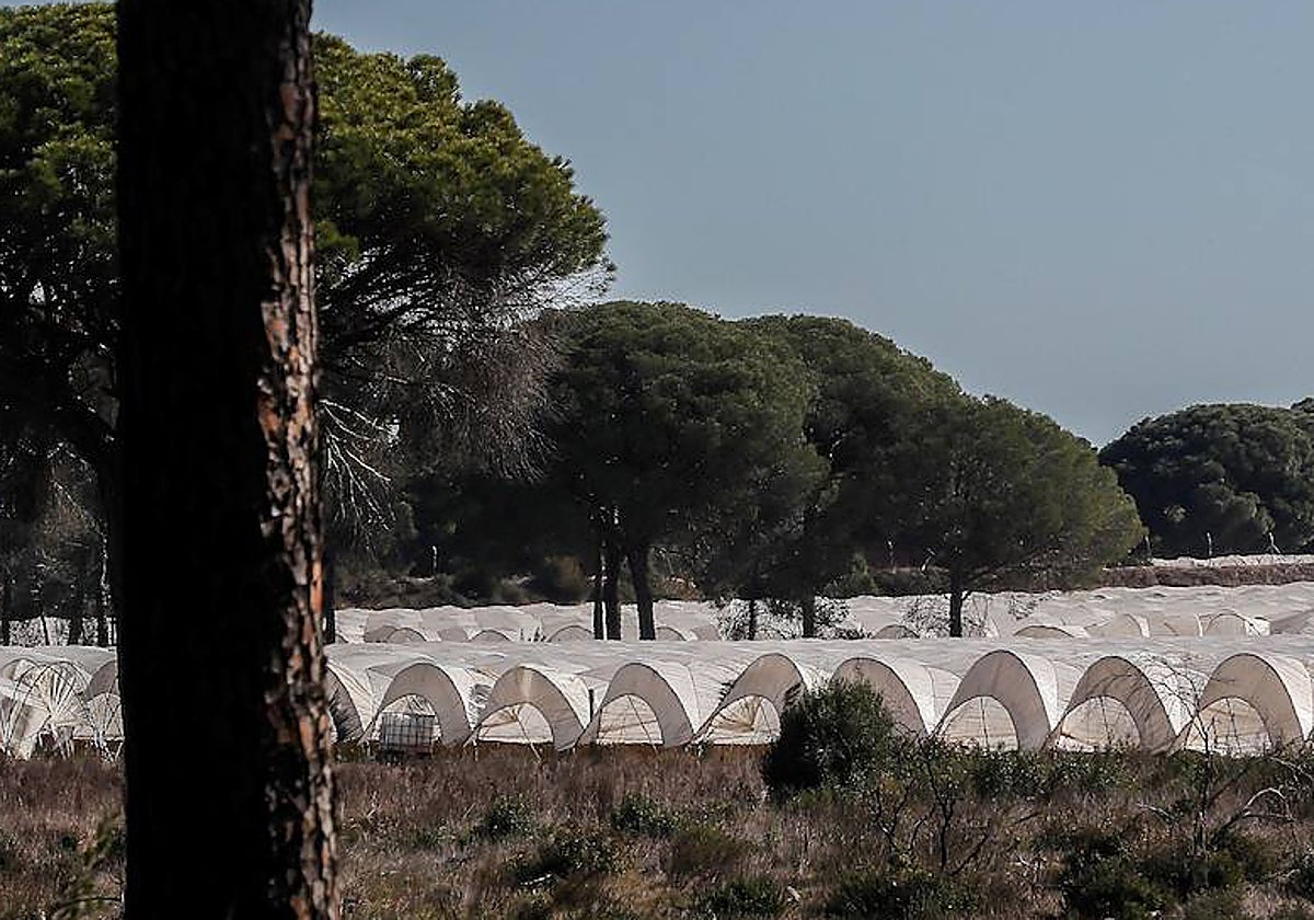 Cultivos de regadío en el marco del Parque Nacional de Doñana