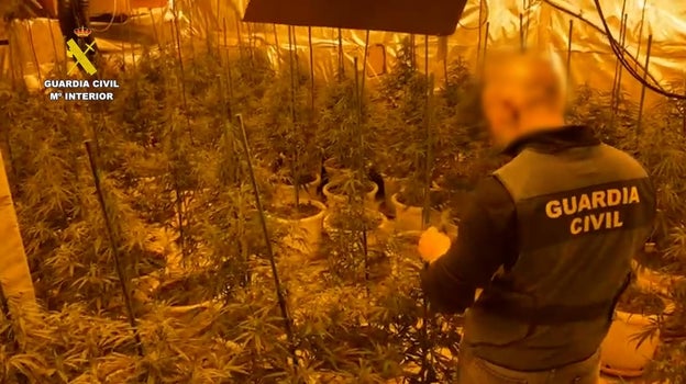 Se trata de una banda dirigida por albaneses con una tonalidad de marihuana cultivada en fincas agrícolas y calizas de Valencia Se trata de una banda dirigida por albaneses con una tonalidad de marihuana cultivada en fincas agrícolas y calizas de Valencia