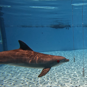 Un estudio realizado en Tenerife descubre nuevas y asombrosas capacidades en los delfines