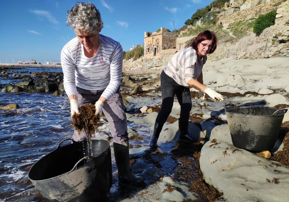 Recogida de alga asiática para estos ensayos