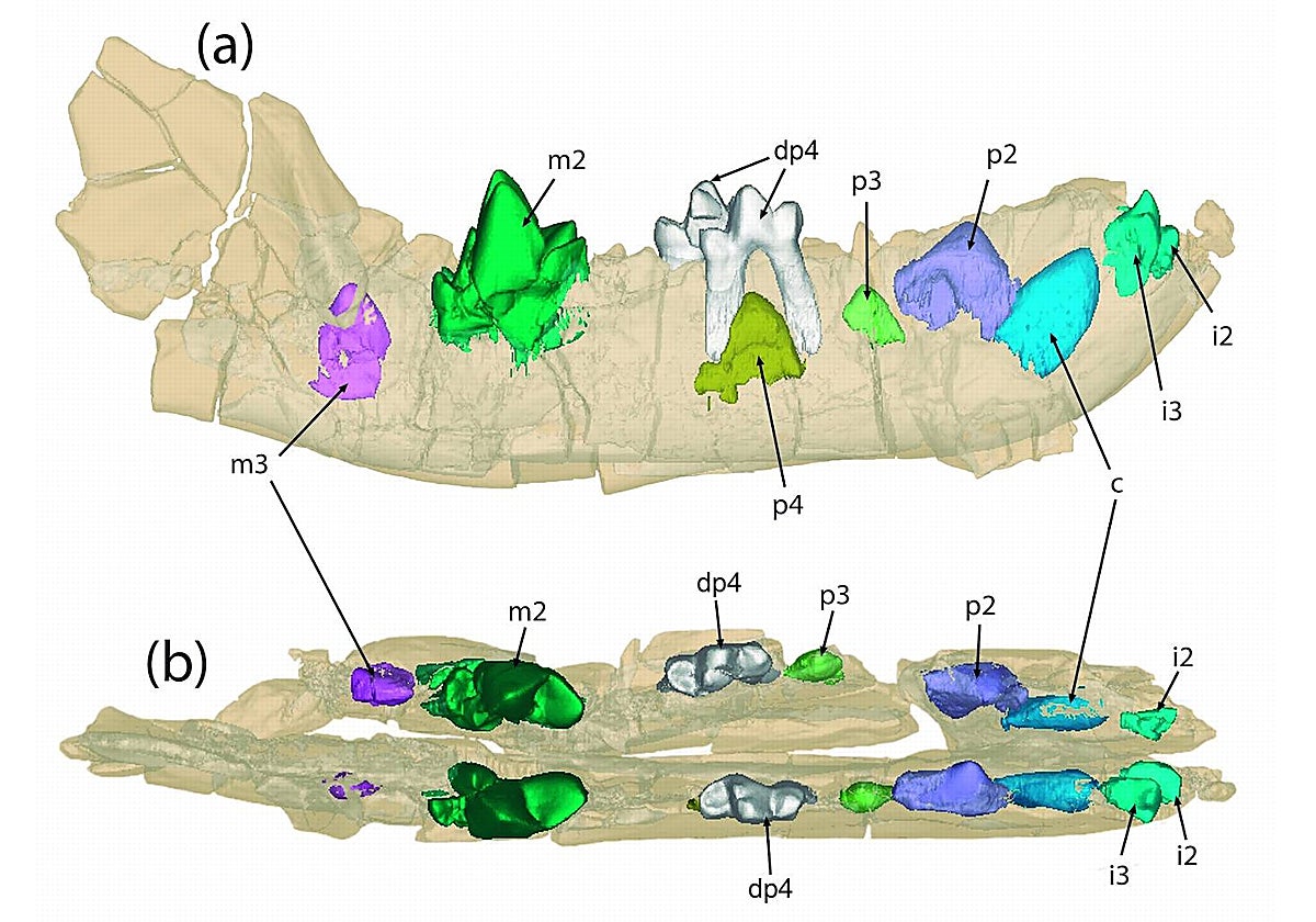 Paleontólogos del MNCN-CSIC y de la UNED describen una nueva especie de mamífero depredador que habitó en Soria hace 40 millones de años