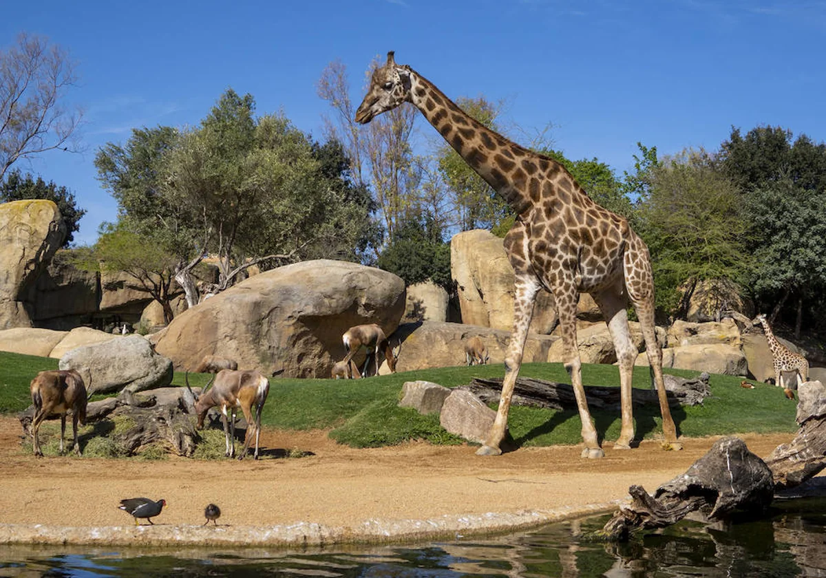 Imagen de las jirafas y los antílopes de Bioparc Valencia