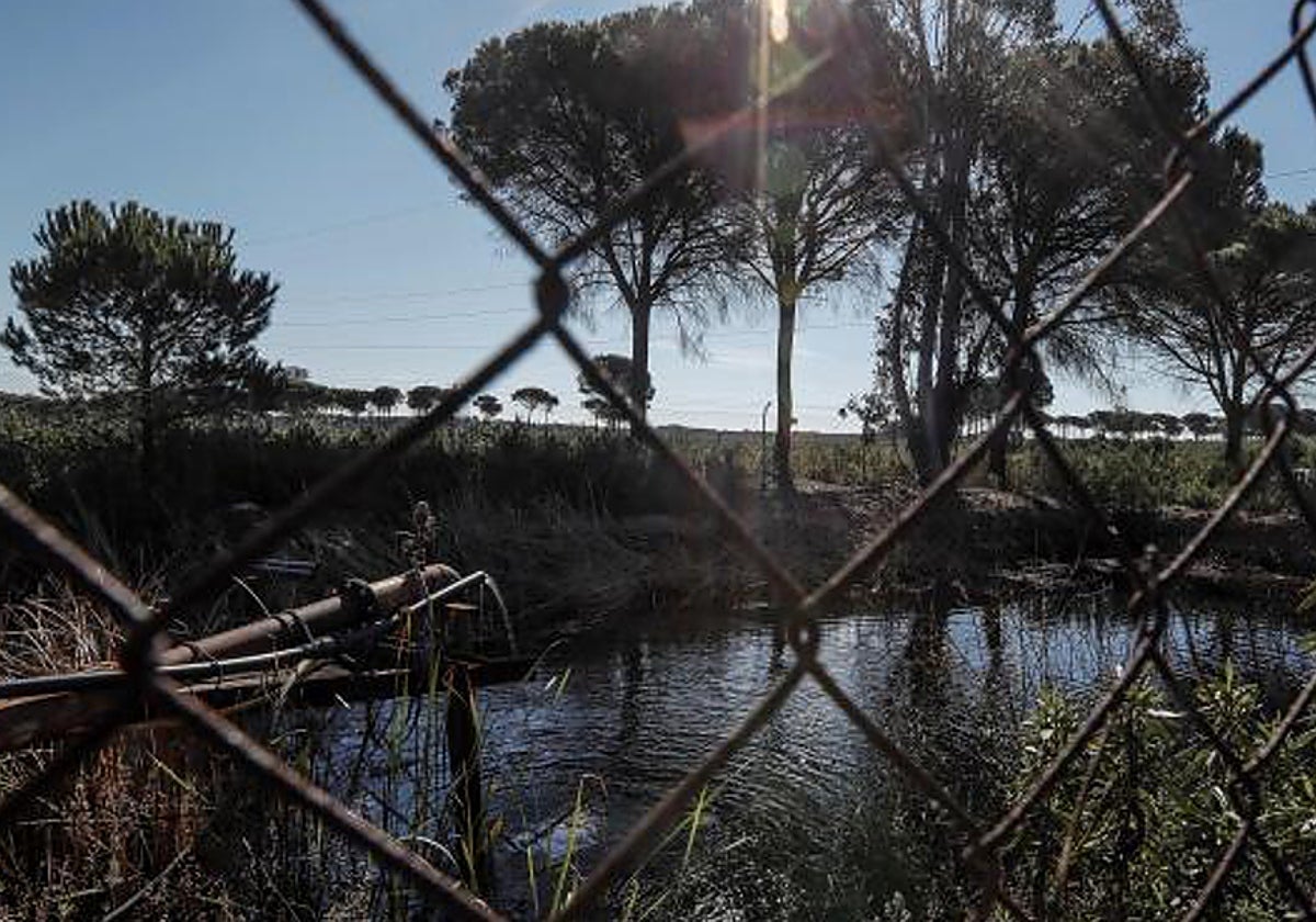Balsa de riego de una explotación agrícola en el entorno de Doñana
