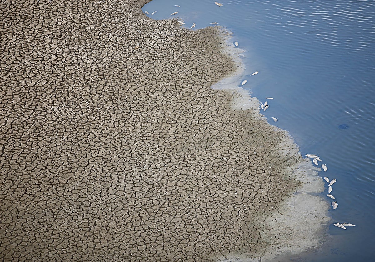 Peces muertos y tierra agrietada, este miércoles, en el vacío embalse de Sierra Boyera de Belmez
