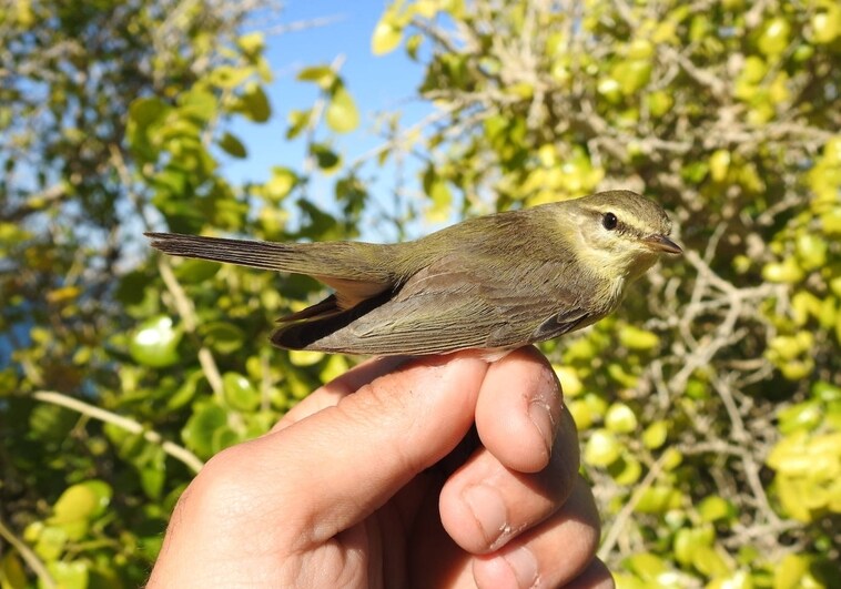 El Parque La Marjal retoma los anillamientos científicos de aves coincidiendo con el Día Mundial de la Tierra