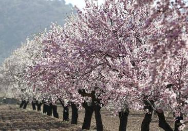 Olivar, almendro y cítricos, únicos cultivos que se salvarán esta campaña de riego en Córdoba