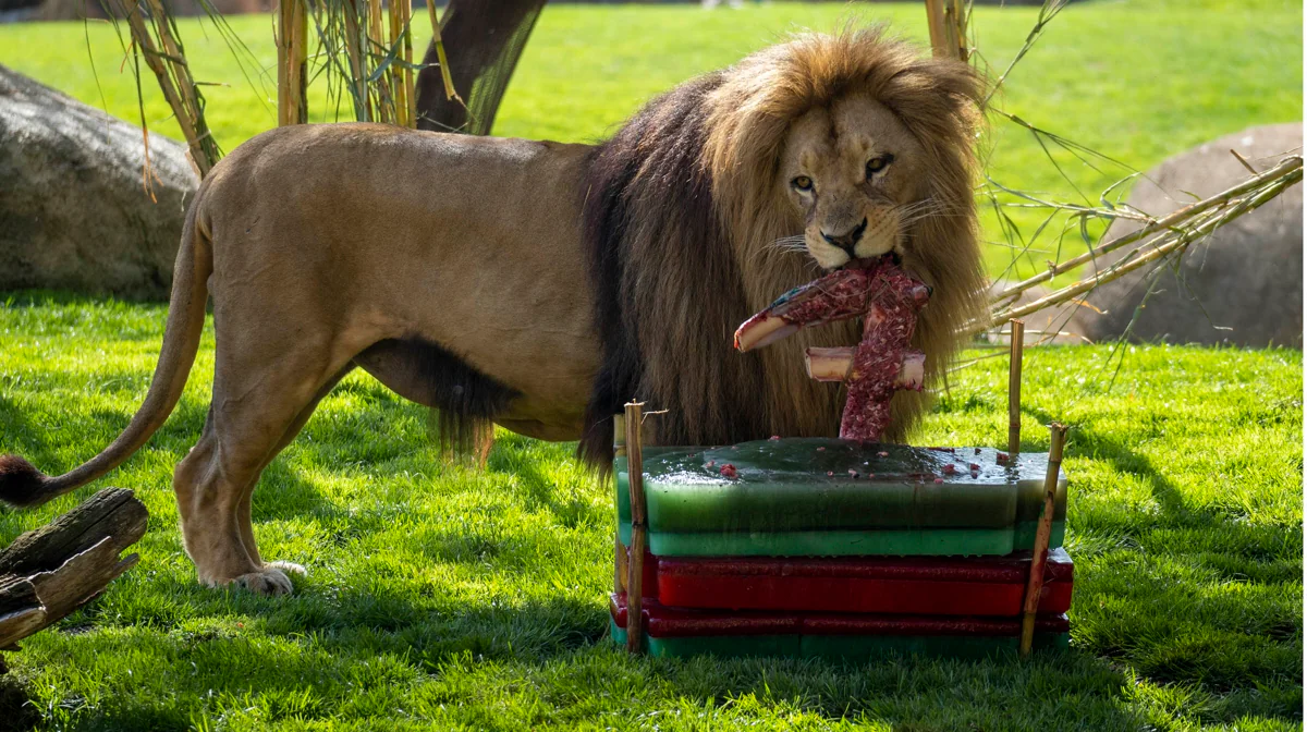 Bioparc Valencia celebra el séptimo aniversario del rey de la sabana