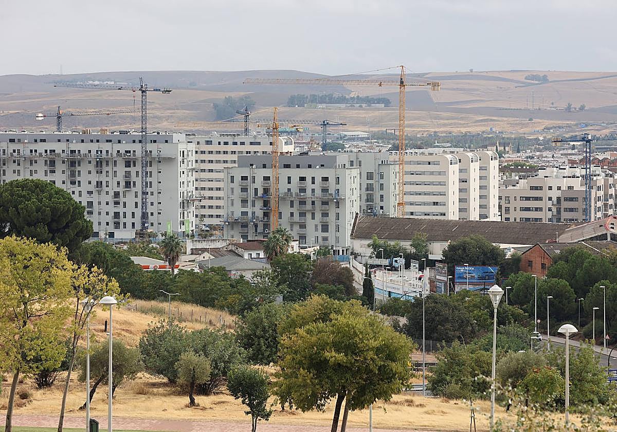 Bosque de grúas en la zona de Fuente de la Salud (Chinales)