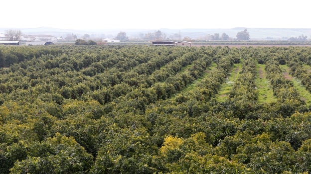 Hacienda publica la rebaja de módulos del IRPF para el campo, con una reducción general del 25%