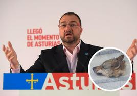 Dejan dos cabezas de lobo para recibir al presidente de Asturias: «Barbón, no se negocia con chantajistas ni terroristas»