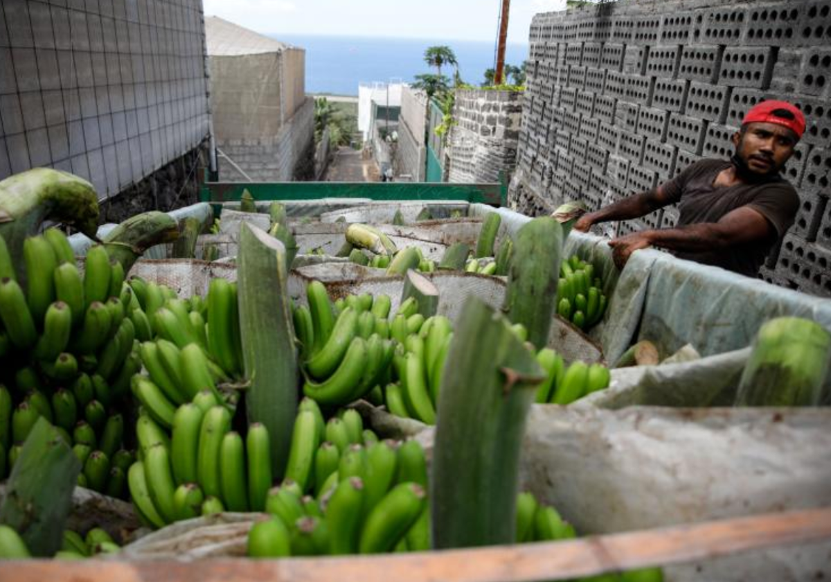 Un platanero recoge la cosecha bajo la ceniza del volcán en La Palma