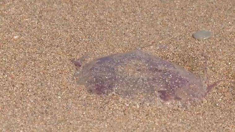 Las medusas toman las playas de Denia