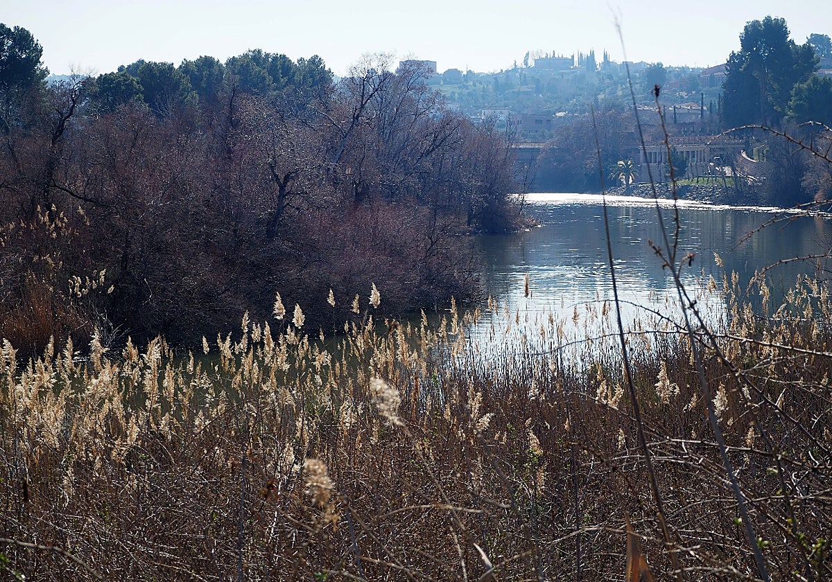 Ribera e islas del Tajo a su paso por Toledo, hábitat natural necesitado de inclusión en la Red Natura 2000