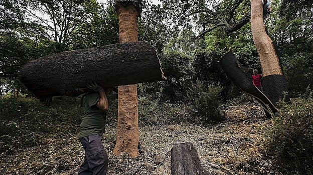 Saca del corcho en un alcornocal