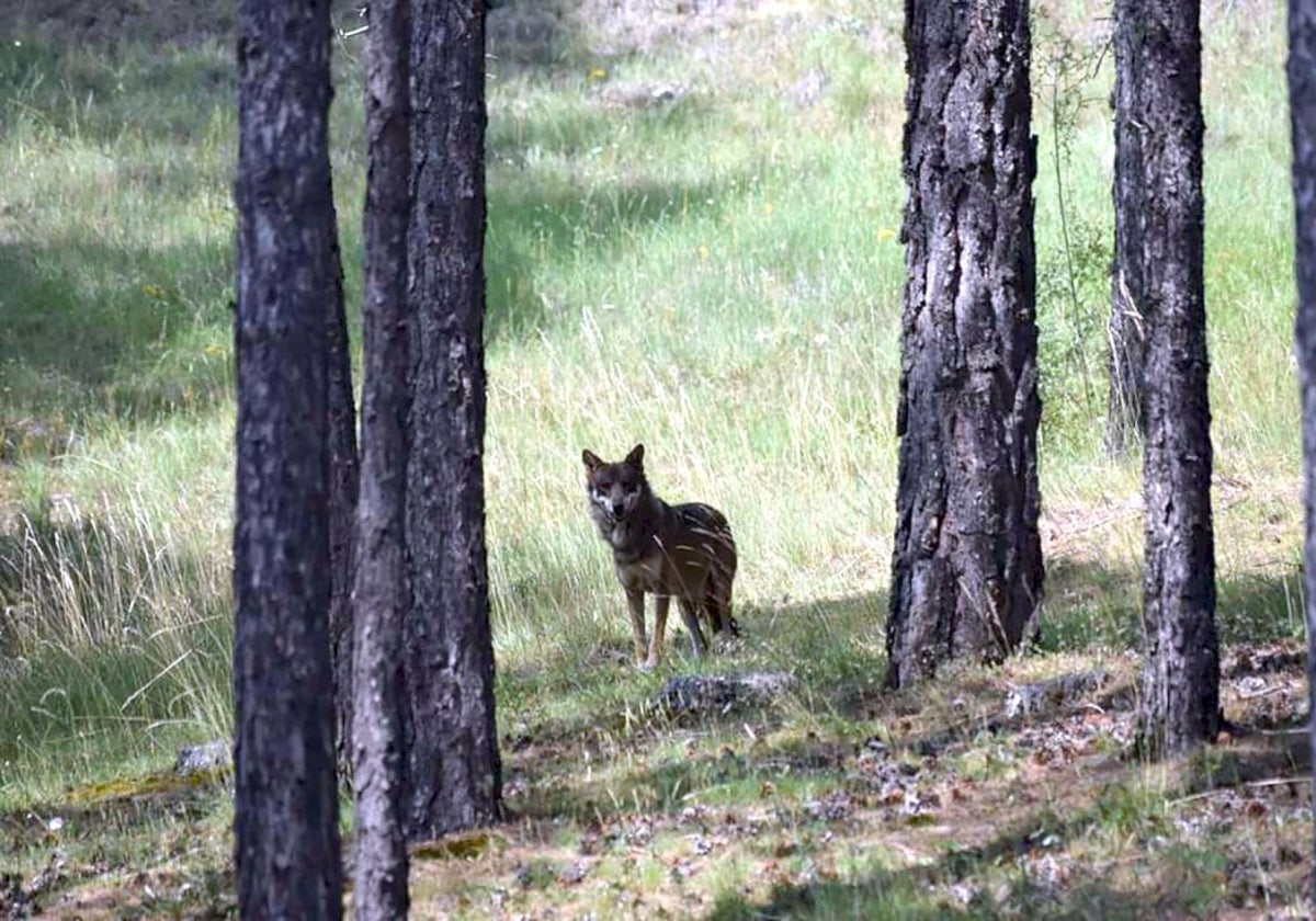 Ejemplar de lobo ibérico en el Parque de Fauna de El Hosquillo, en Cuenca