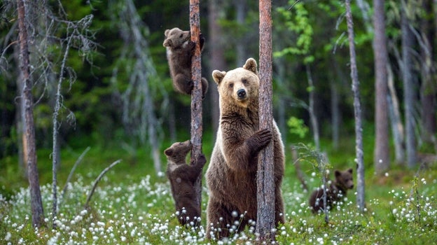 Ejemplares de oso pardo en el Parque de Fauna de El Hosquillo, en Cuenca