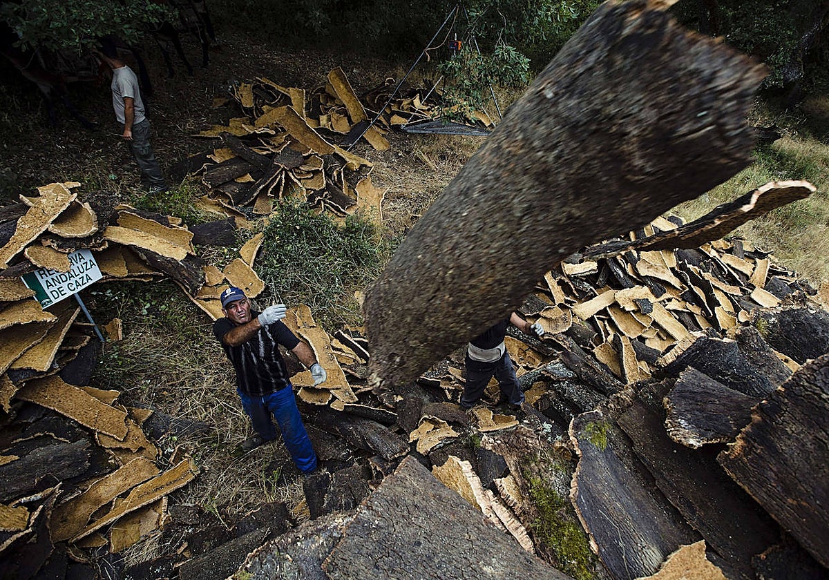 Trabajo de la saca del corcho en un alcornocal