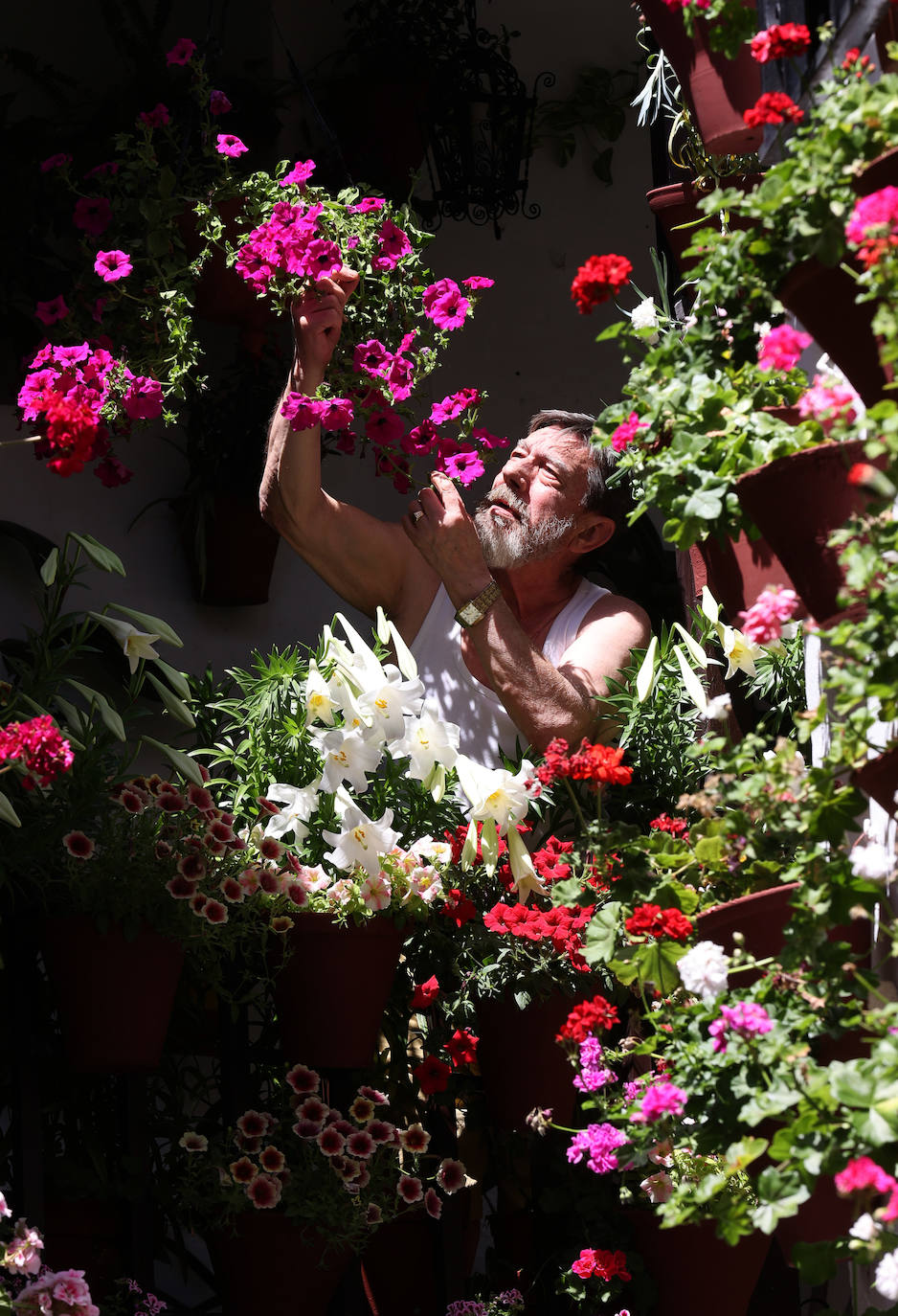 Los preparativos de los Patios de Córdoba 2023, en imágenes