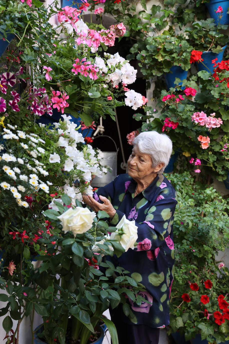 Los preparativos de los Patios de Córdoba 2023, en imágenes