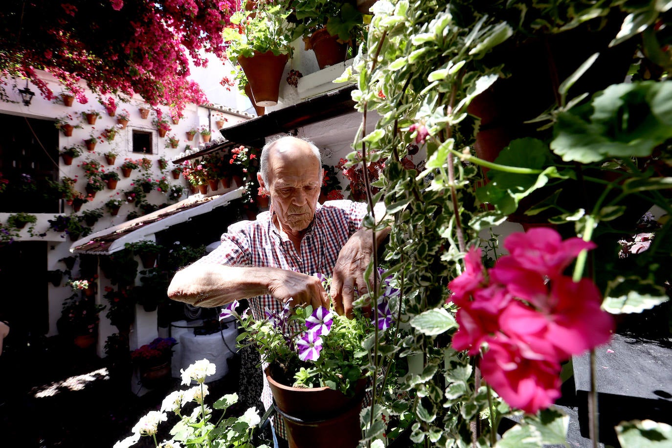 Los preparativos de los Patios de Córdoba 2023, en imágenes
