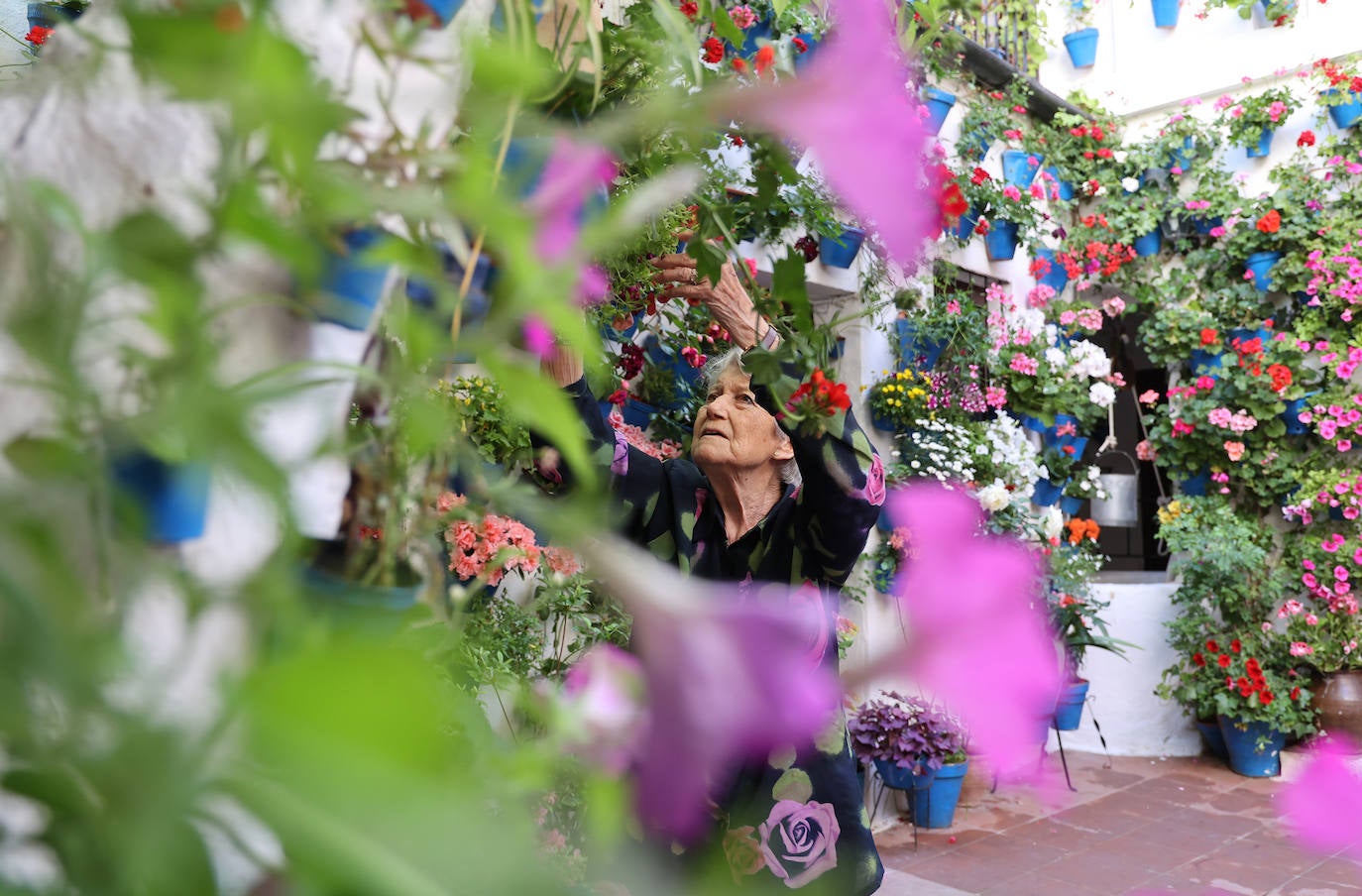 Los preparativos de los Patios de Córdoba 2023, en imágenes