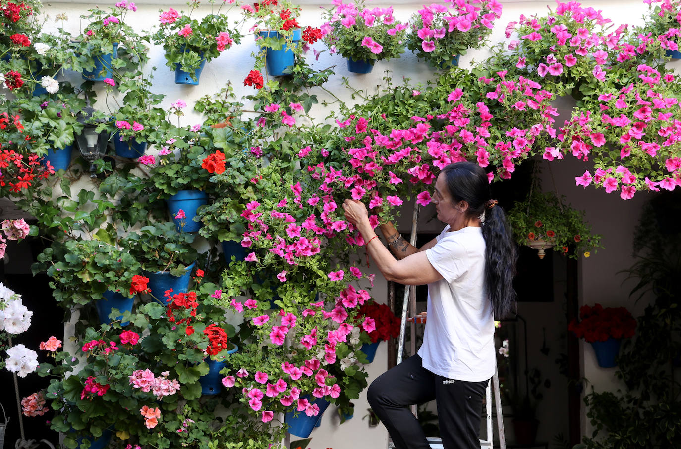 Los preparativos de los Patios de Córdoba 2023, en imágenes
