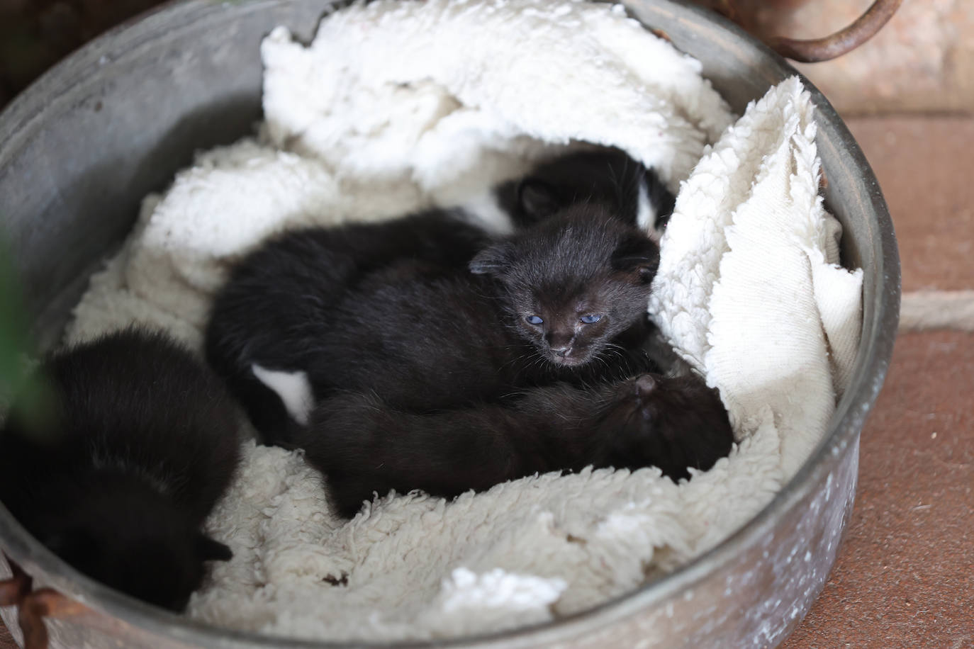Patios Córdoba 2023 | La belleza antigua de la ruta de Santa Marina y San Agustín, en imágenes