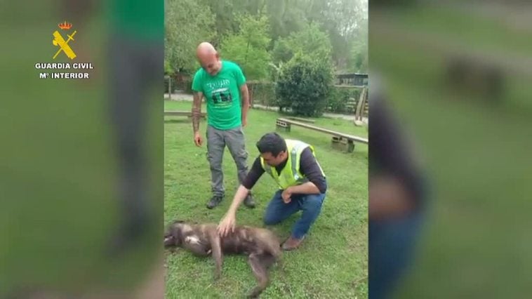 La Guardia Civil investiga a tres franceses por la muerte de dos de sus perros tras abandonarlos en un maletero