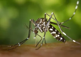 Salud vigilará la presencia de mosquitos en 110 municipios andaluces para prevenir el Virus del Nilo