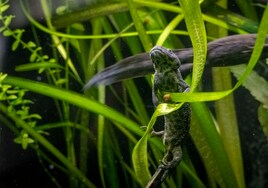Un proyecto conserva y reintroduce el gallipato, uno de los anfibios «más amenazados» de la Comunidad Valenciana