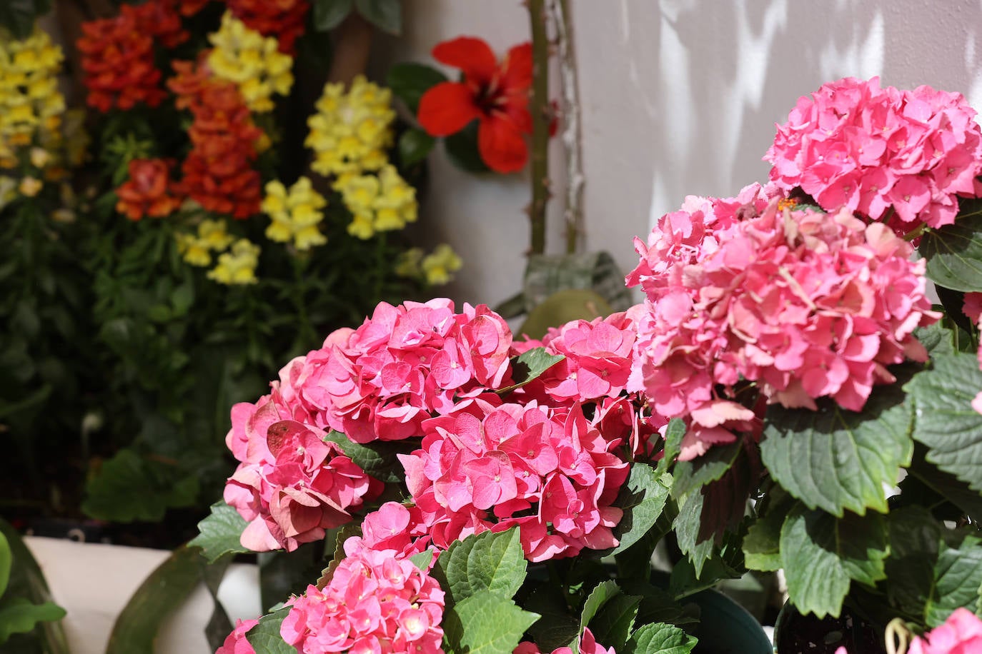 Patios de Córdoba 2023 | La exuberante ruta de San Basilio, en imágenes