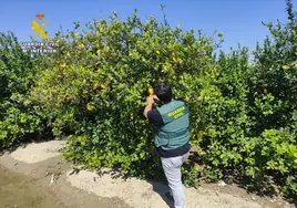 La Guardia Civil desarticula una trama en la compraventa de limones en Alicante