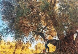 El mejor olivo monumental de España está en Cazorla y tiene un tronco de más de siete metros de diámetro