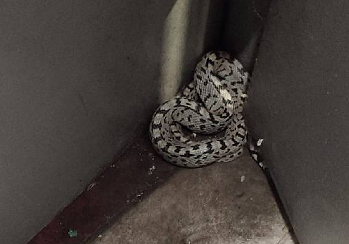 Rescatan a una serpiente de un céntrico aparcamiento de Valladolid