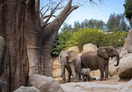La cría de elefante de Bioparc Valencia cumple 6 meses y estrena el espectacular bosque de baobabs