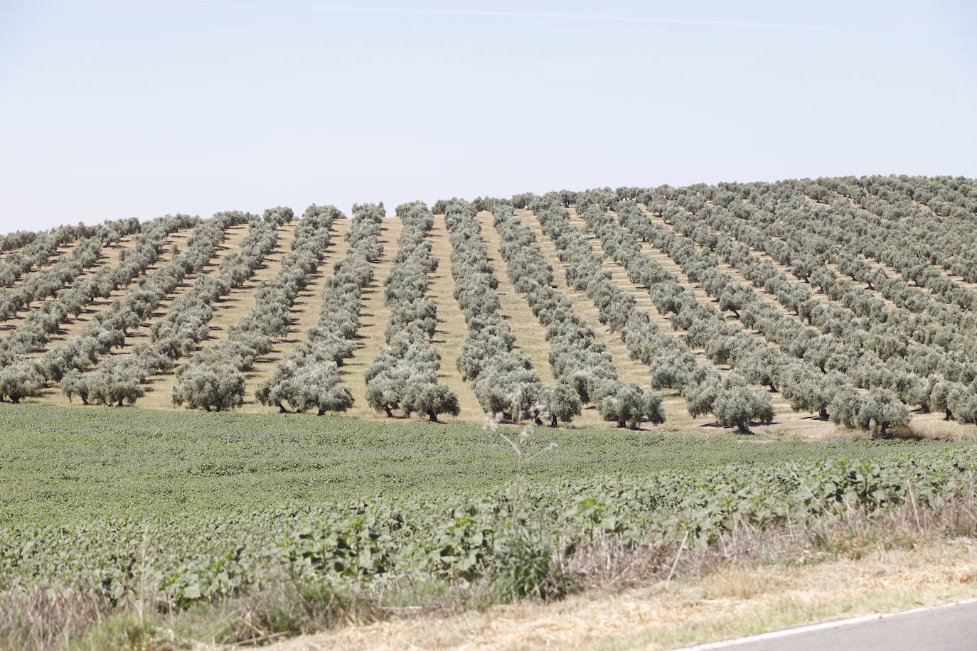 El paisaje de miles de olivos que arrasarían las placas solares en el Alto Guadalquivir, en imágenes
