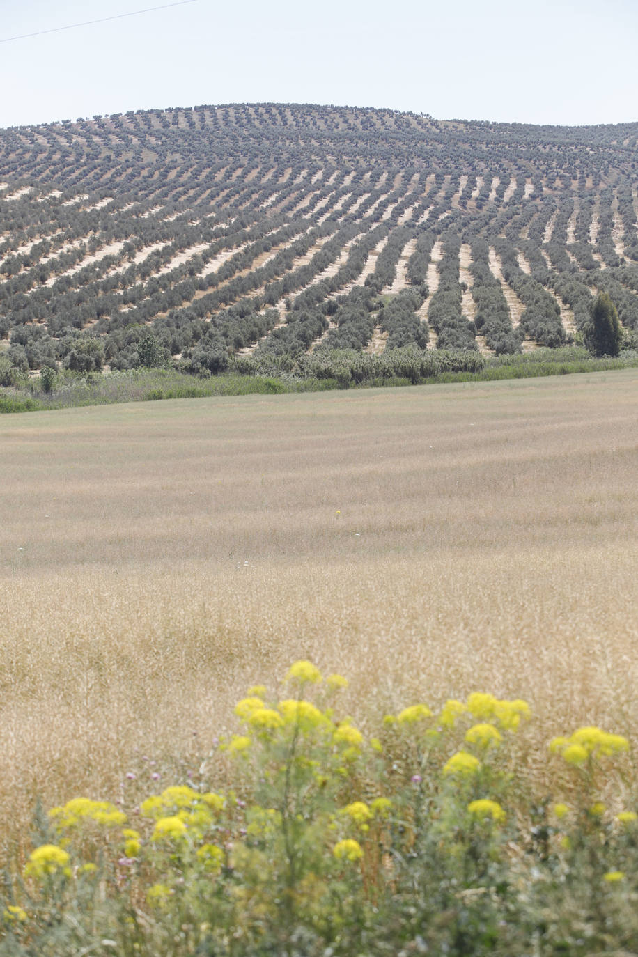 El paisaje de miles de olivos que arrasarían las placas solares en el Alto Guadalquivir, en imágenes