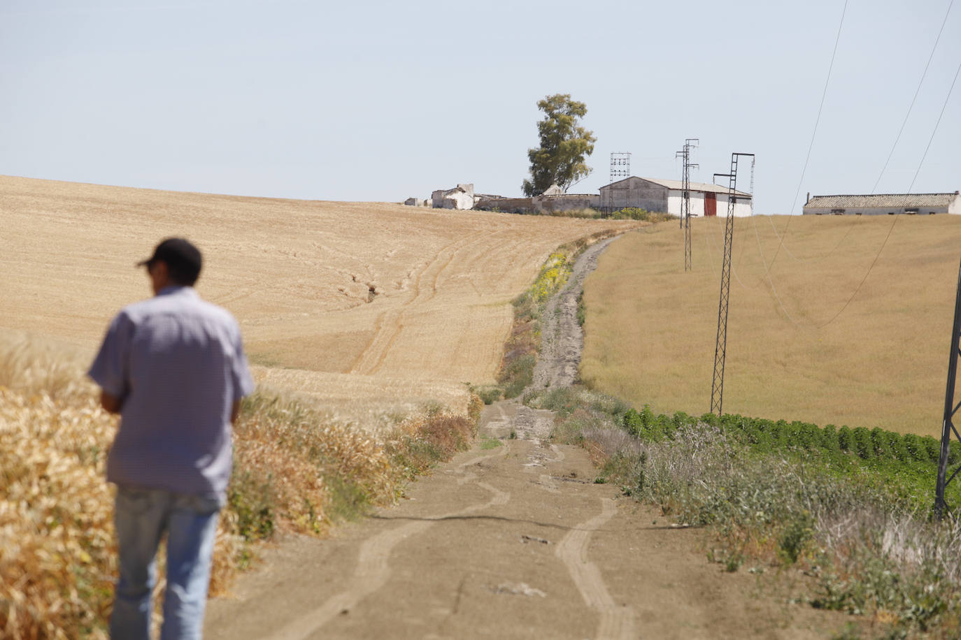 El paisaje de miles de olivos que arrasarían las placas solares en el Alto Guadalquivir, en imágenes