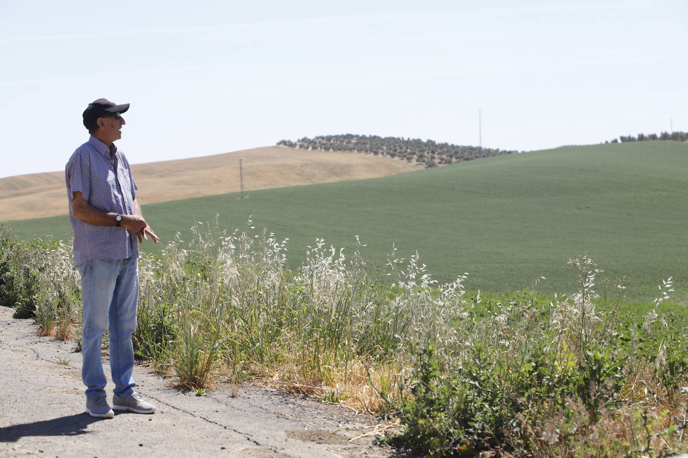 El paisaje de miles de olivos que arrasarían las placas solares en el Alto Guadalquivir, en imágenes