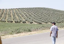 El paisaje de miles de olivos que arrasarían las placas solares en el Alto Guadalquivir, en imágenes